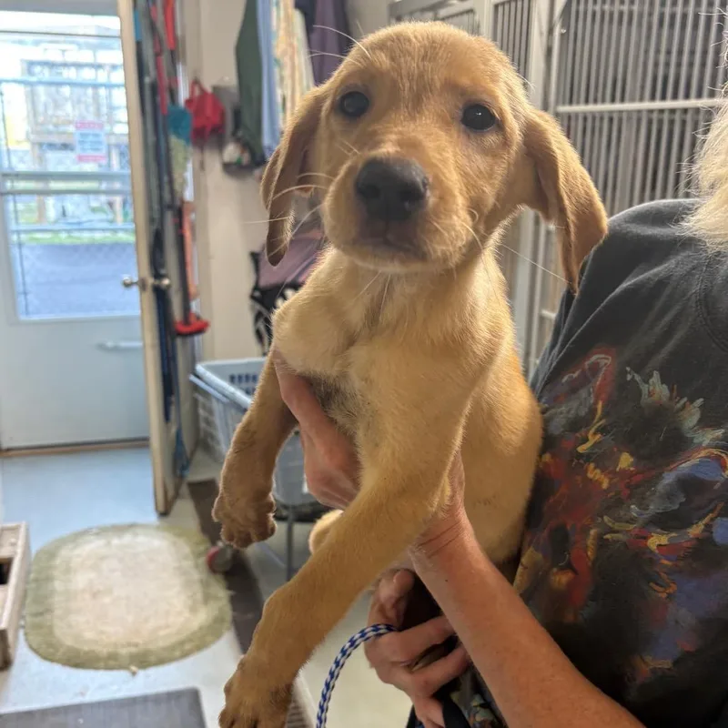 A baby medium-sized male Labrador Retriever dog named Rhett for adoption in Pennsville, NJ