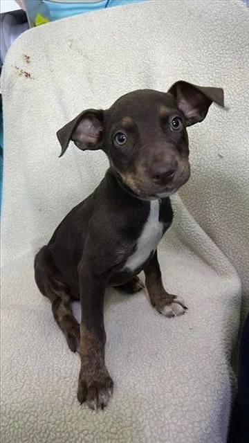 A baby medium-sized female Labrador Retriever dog named Two for adoption in Baldwin Park, CA