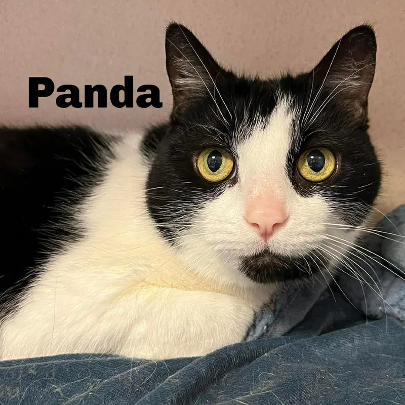 Panda