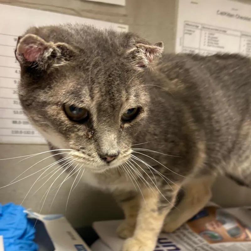 A senior medium-sized female Domestic Short Hair cat named Gorda for adoption in Yuma, AZ