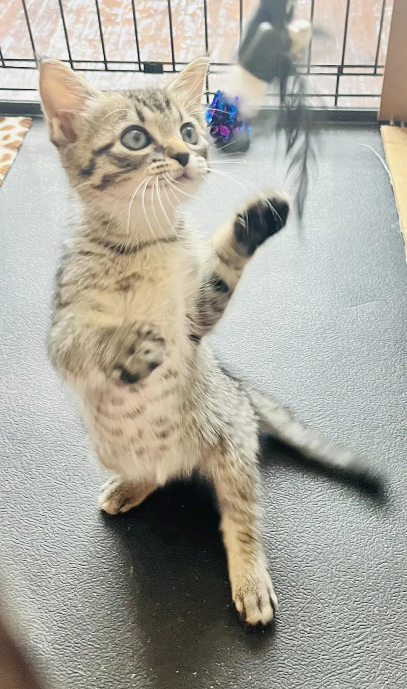 A baby medium-sized female Tabby cat named Blossom for adoption in Arlington, TX