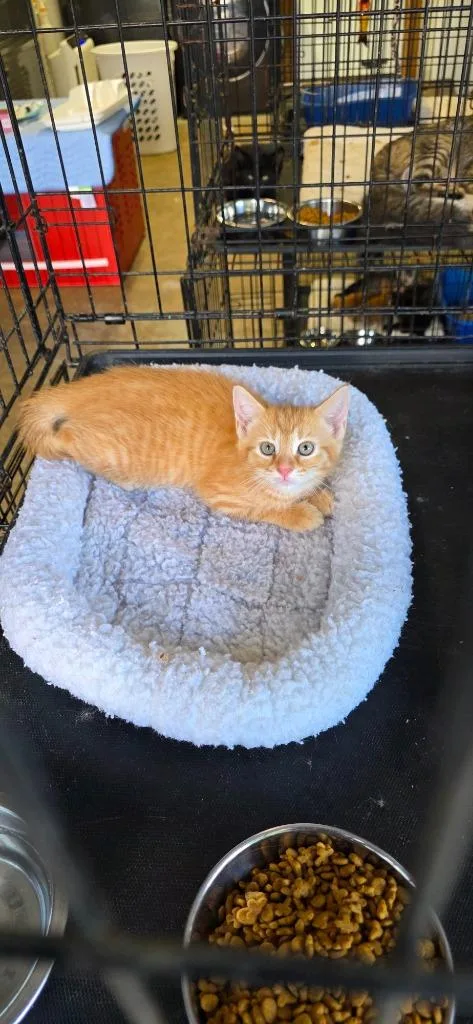 A baby medium-sized male Domestic Long Hair cat named Peter for adoption in Crossville, TN
