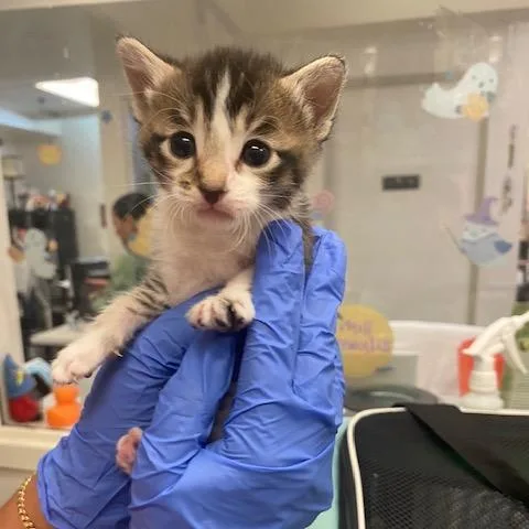 A baby small-sized female Gray / Blue / Silver Domestic Short Hair cat named Chanel for adoption in Los Angeles, CA