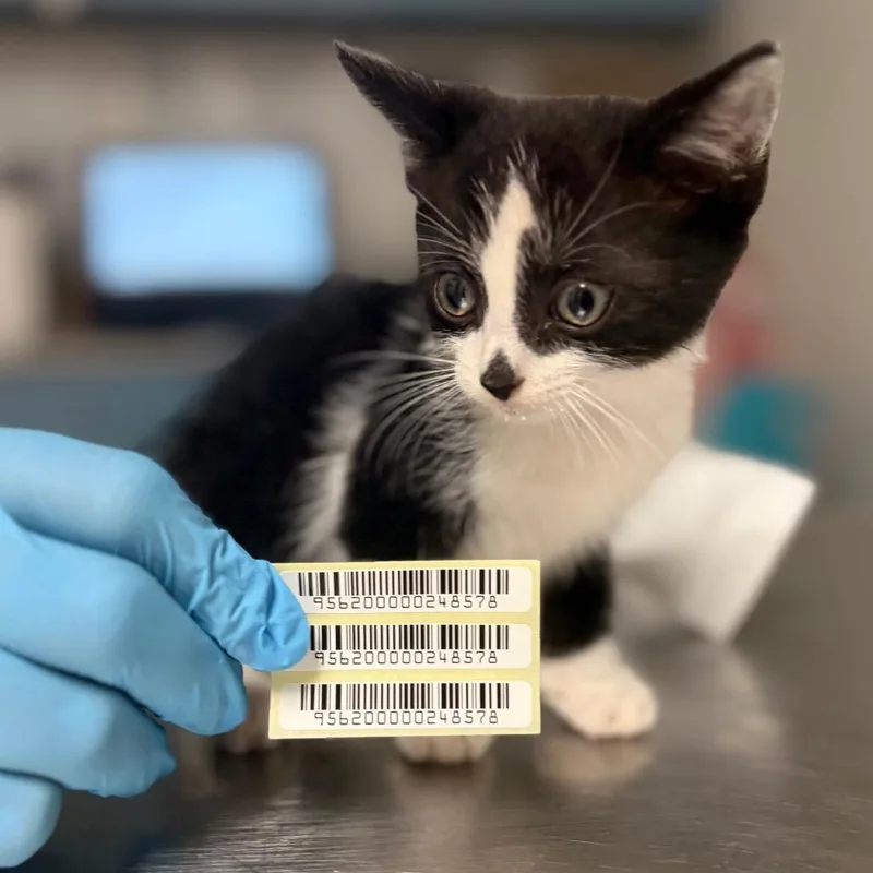 A baby small-sized male Gray / Blue / Silver Domestic Medium Hair cat named The Panacur Kid for adoption in Charleston, WV