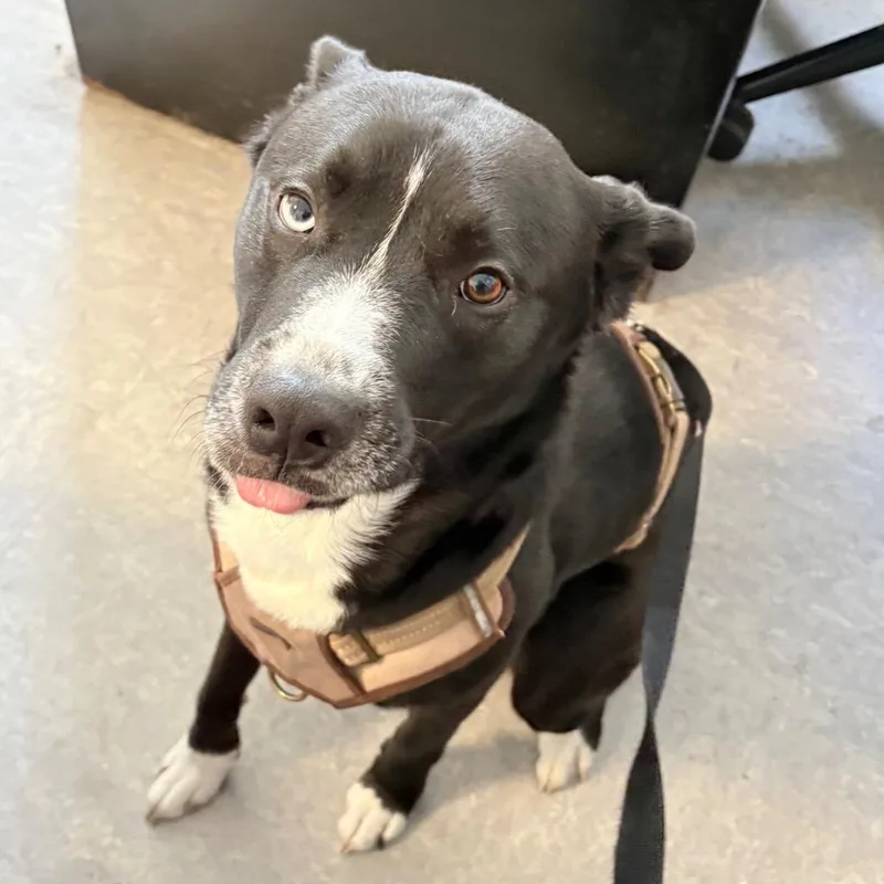 An adult medium-sized male Black Mixed Breed dog named Frosted Flake for adoption in Philadelphia, PA