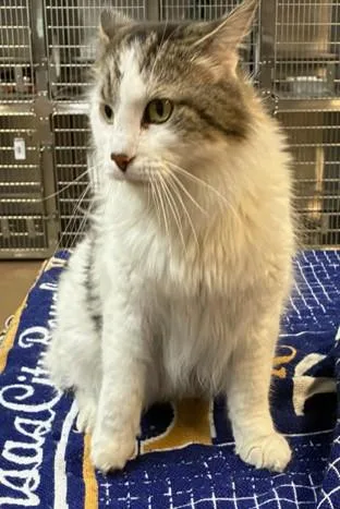 An adult large-sized male Domestic Long Hair cat named Mustang for adoption in Aurora, IL
