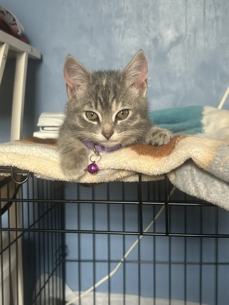 A young medium-sized female Tabby (Gray / Blue / Silver) Domestic Short Hair cat named Andy for adoption in Lemont, IL