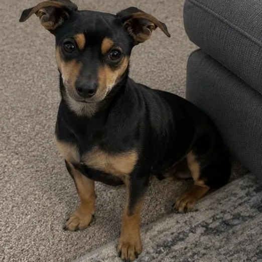 A baby small-sized male Black Miniature Pinscher dog named Louie for adoption in Pelham, NH