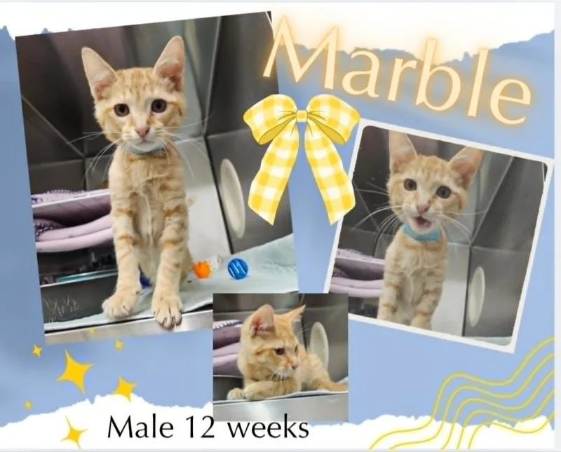 Marble