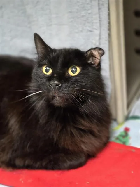 A young medium-sized female Domestic Medium Hair cat named Jordan for adoption in Kent, WA