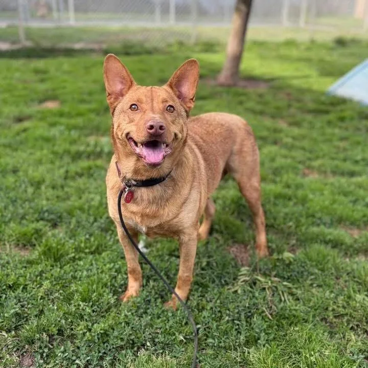 An adult medium-sized male Red / Chestnut / Orange Cattle Dog dog named Ruffo for adoption in Vallejo, CA