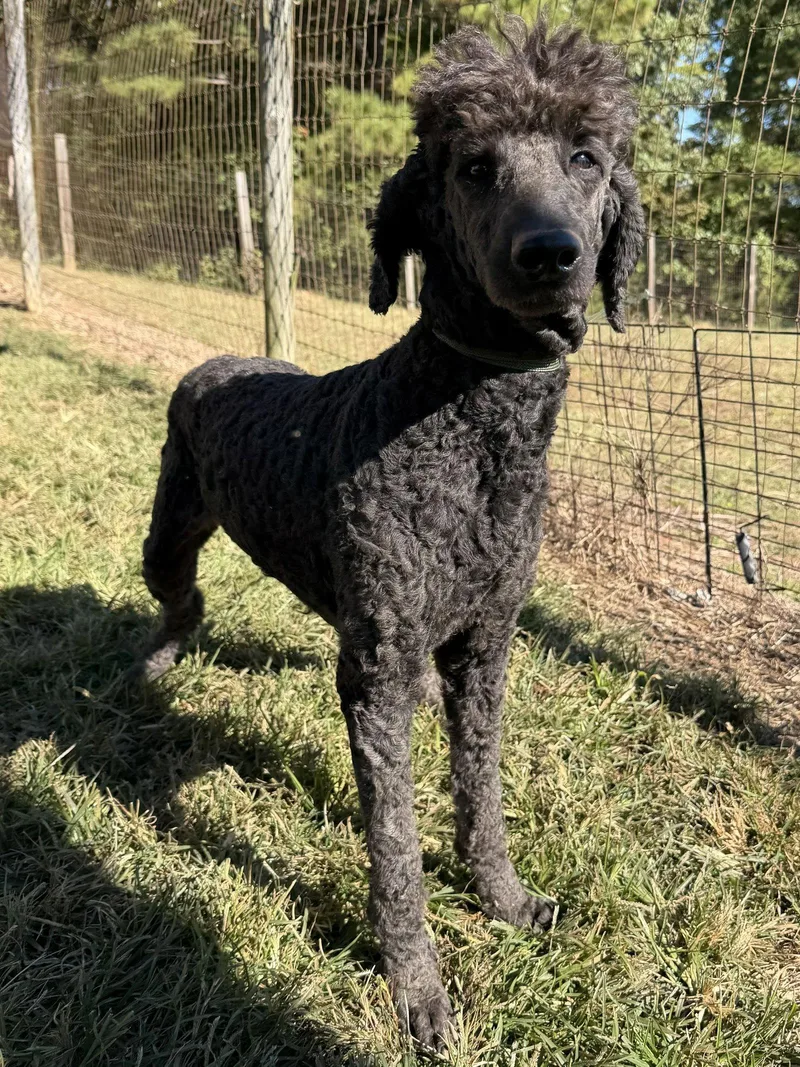 An adult large-sized female Standard Poodle dog named Gigi Sep for adoption in Pacolet, SC