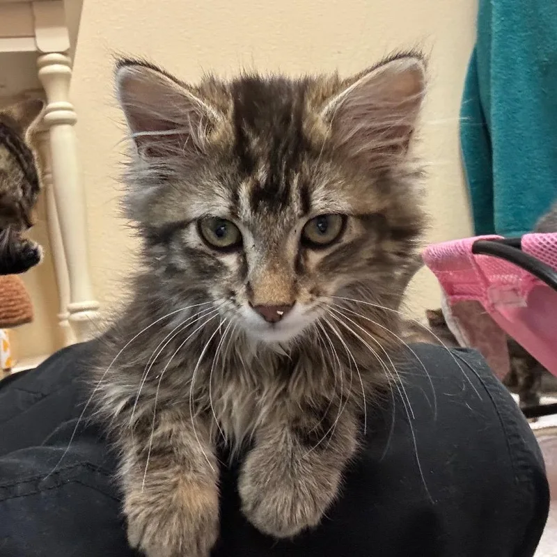 A baby small-sized female Torbie Domestic Long Hair cat named LookAlike Sweet & for adoption in Flagstaff, AZ