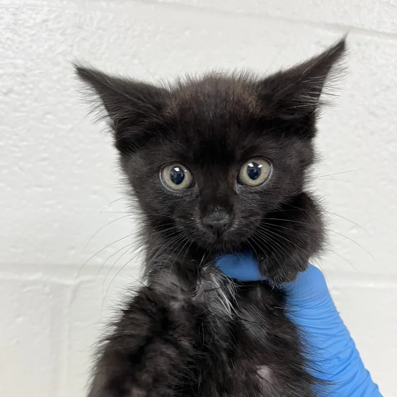A baby small-sized female Black Domestic Short Hair cat named Echo for adoption in Harrisonburg, VA