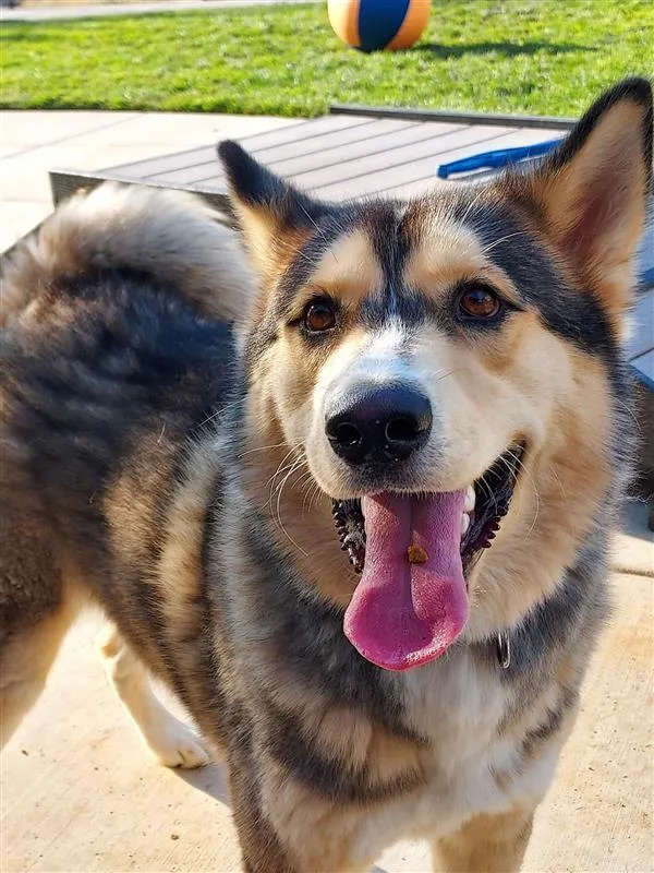 An adult medium-sized male Husky dog named Cinnabum for adoption in Elk Grove, CA