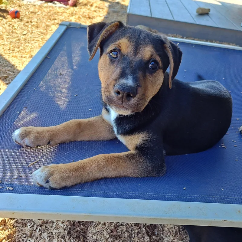 A baby medium-sized female Tricolor (Brown, Black, & White) Beagle dog named Lily for adoption in Bellingham, WA