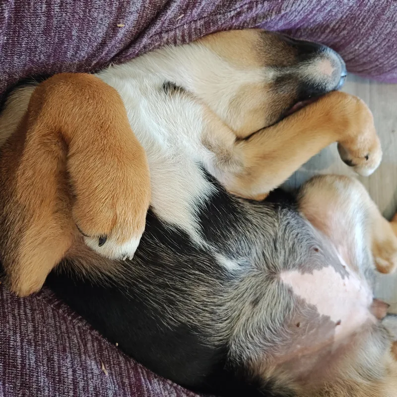 Lily thumbnail 2