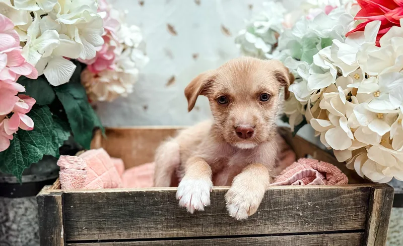 A baby medium-sized male White / Cream Terrier dog named Butternut Squash for adoption in Newberg, OR