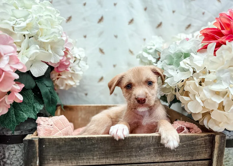 Butternut Squash thumbnail 2