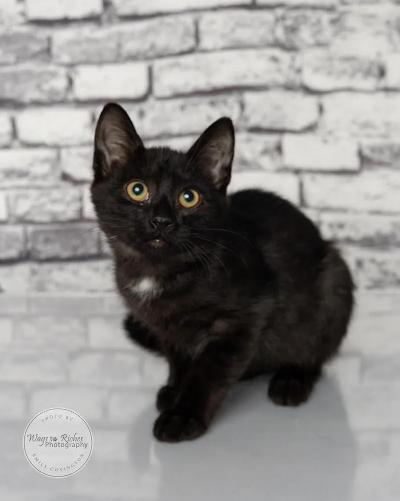 A baby medium-sized male Black Bombay cat named Sheldon for adoption in Tuscaloosa, AL