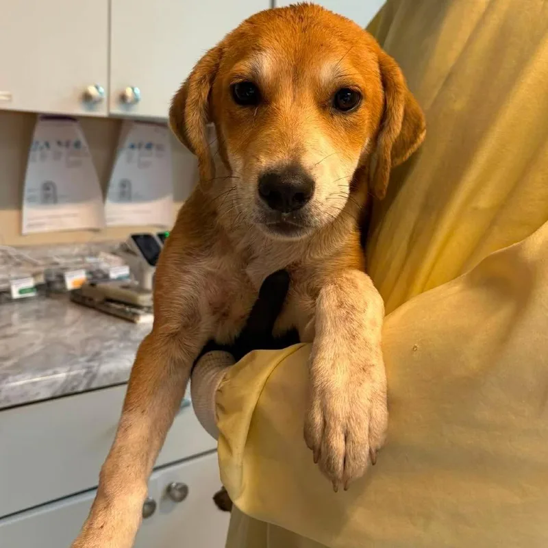 A baby small-sized female Yellow / Tan / Blond / Fawn Mixed Breed dog named Thyme for adoption in Huntington, WV