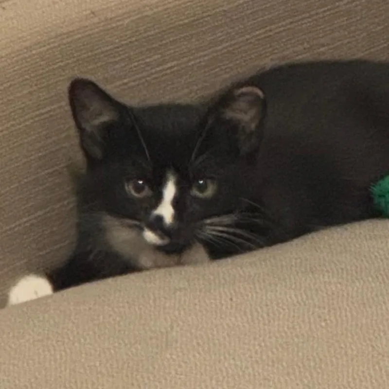 A baby small-sized male Domestic Short Hair cat named Felix for adoption in Marshall, VA