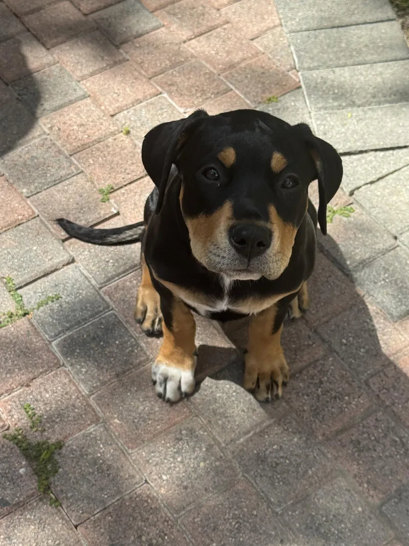 A young medium-sized female Rottweiler dog named Scout for adoption in San Juan Capistrano, CA