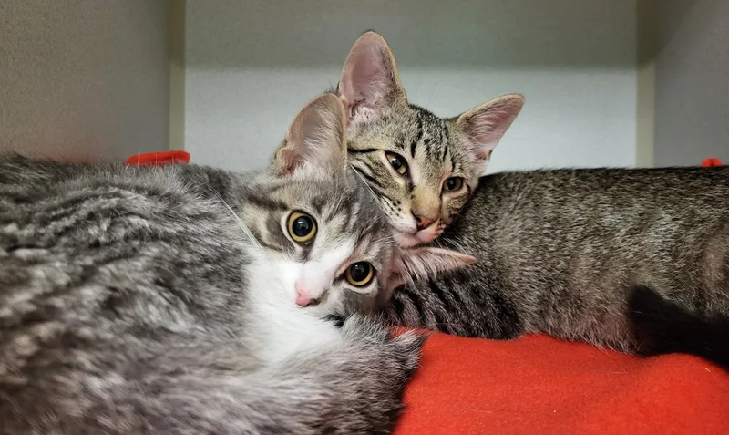 A baby medium-sized male Tabby (Brown / Chocolate) Domestic Short Hair cat named Cobalt for adoption in Grayslake, IL