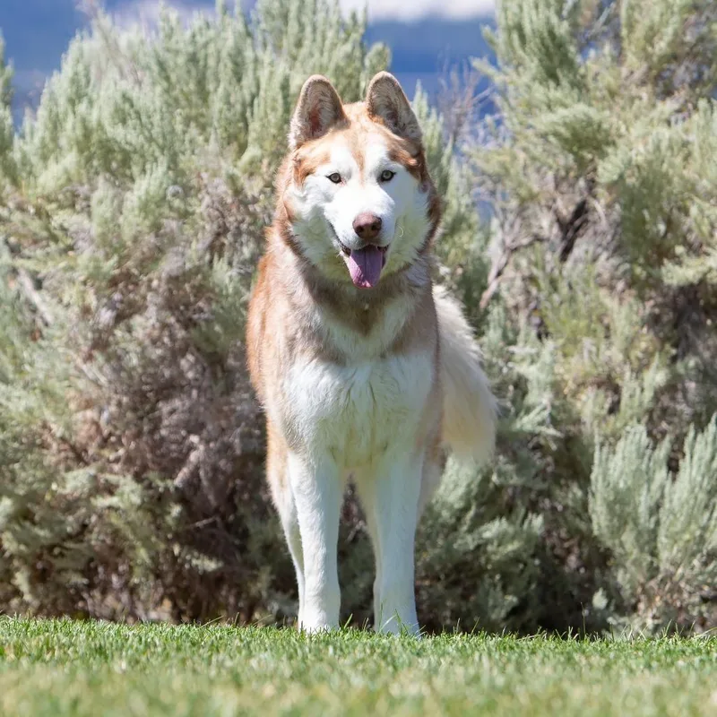 Zeus