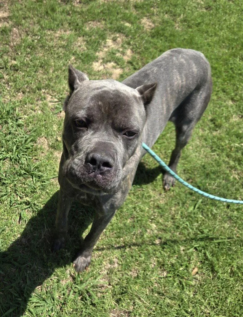 An adult large-sized male Cane Corso dog named DI Blu for adoption in Glen Allen, VA