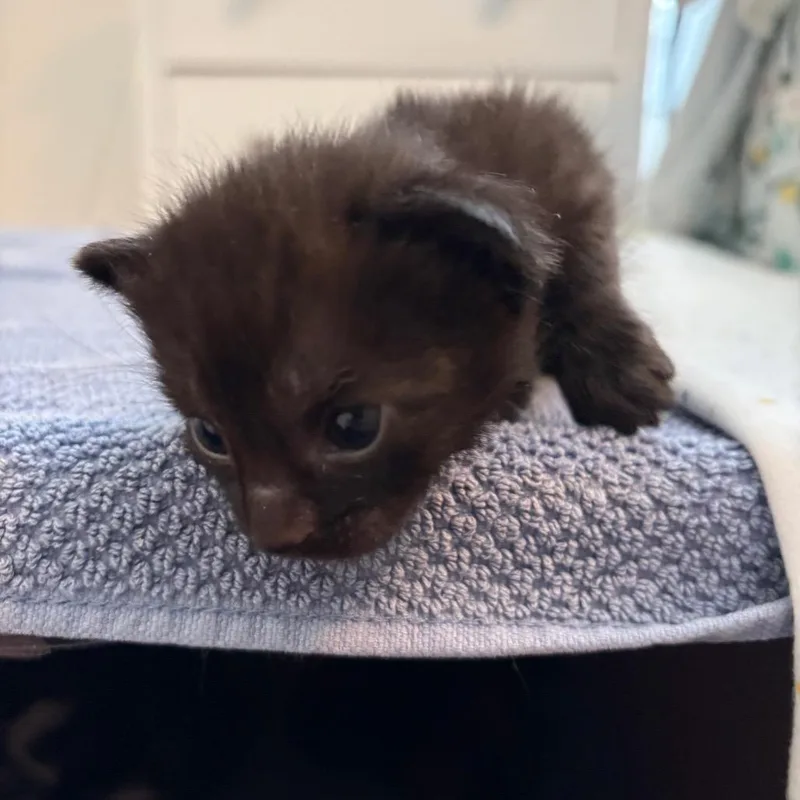 A baby small-sized male Black Domestic Short Hair cat named Benedict for adoption in Westport, CT