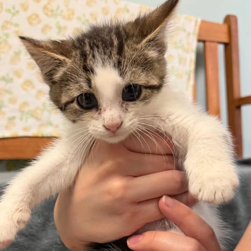 A baby small-sized female Brown / Chocolate Domestic Short Hair cat named Lisa for adoption in Middlebury, VT