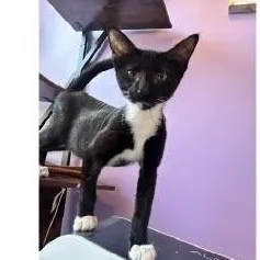 A baby medium-sized male Black & White / Tuxedo Domestic Short Hair cat named Jack for adoption in Monroe, NC
