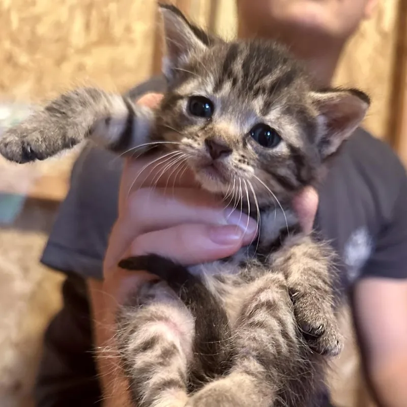 A baby small-sized male Gray / Blue / Silver Domestic Short Hair cat named Gemini for adoption in Saratoga Springs, NY