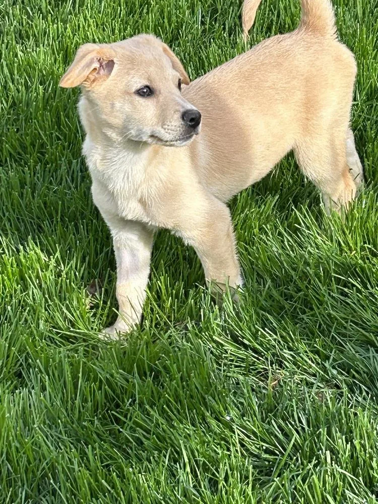 A baby small-sized male White / Cream Terrier dog named Marsh for adoption in Plymouth, MI