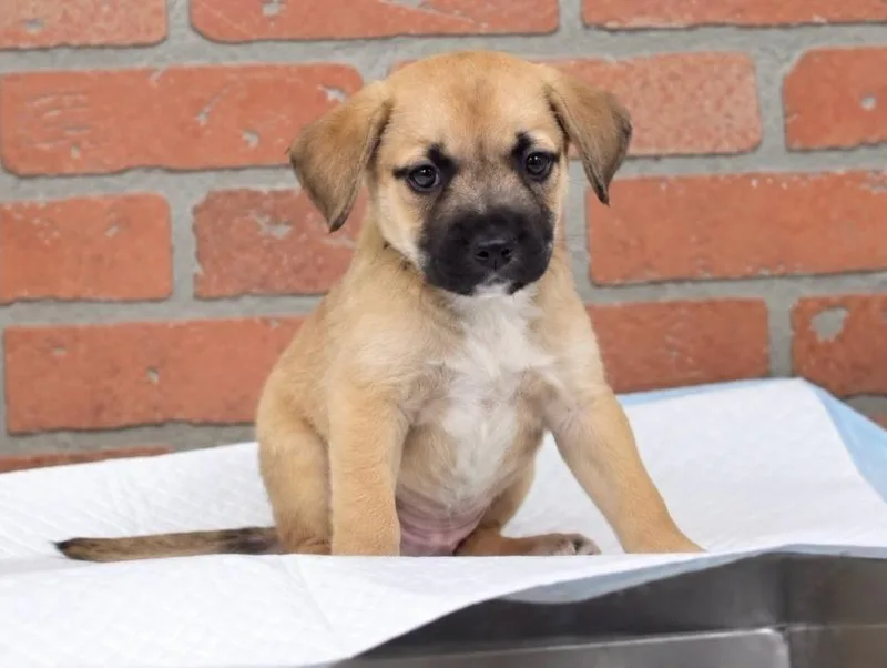 A baby medium-sized female Tricolor (Brown, Black, & White) Black Mouth Cur dog named Iris for adoption in Sedalia, CO