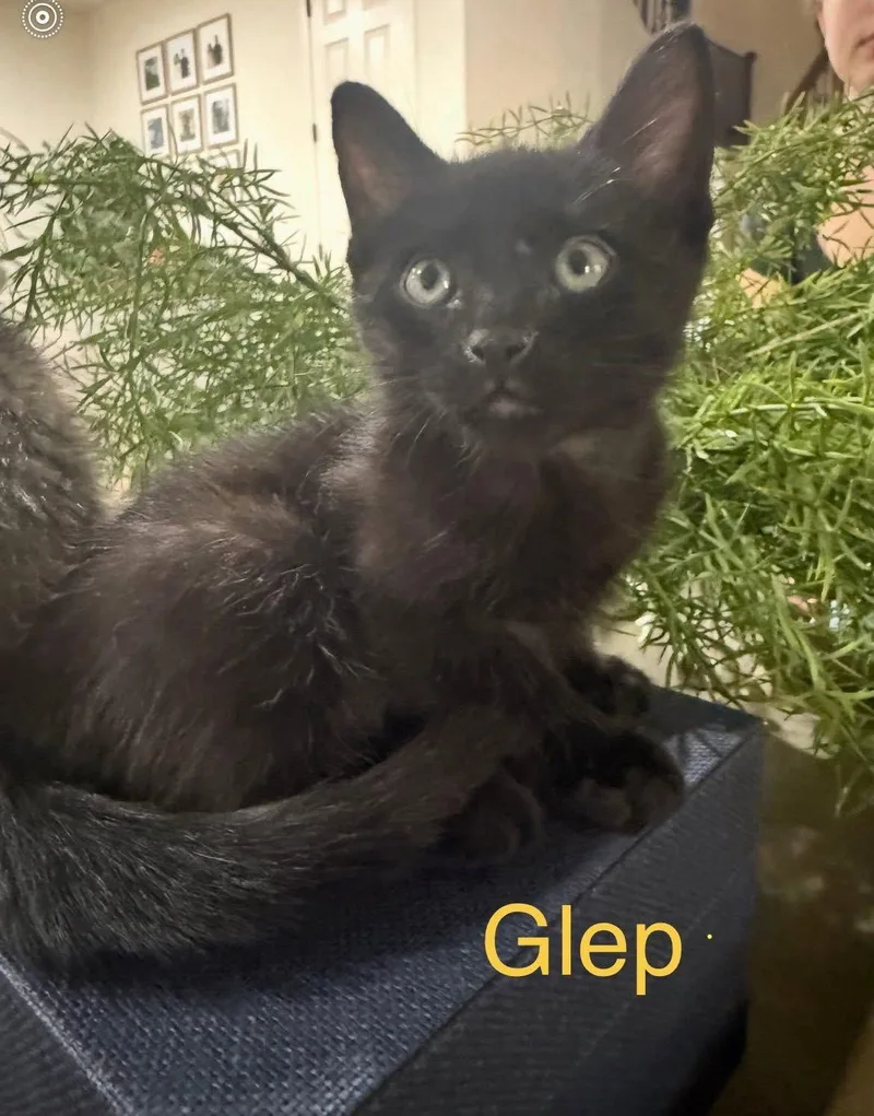 A young medium-sized male Black Domestic Short Hair cat named Glep for adoption in Scottsdale, AZ