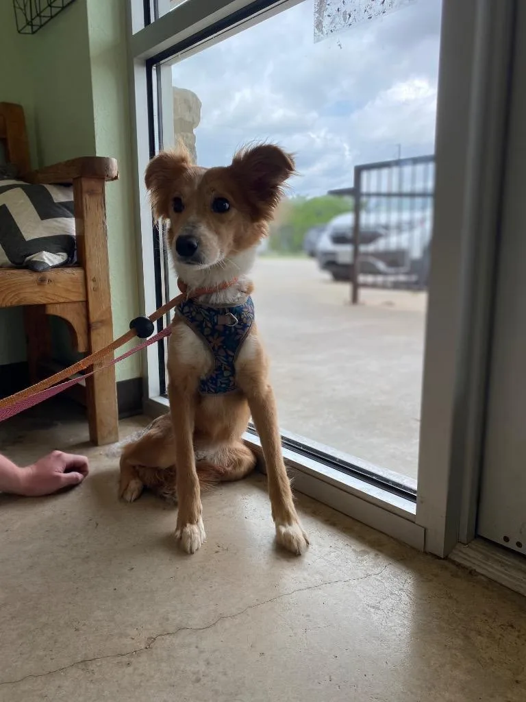 A young medium-sized female Border Collie dog named Huggies for adoption in New Braunfels, TX