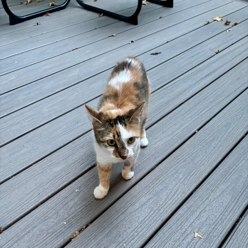 An adult medium-sized female Calico American Shorthair cat named Emma for adoption in Greensboro, NC