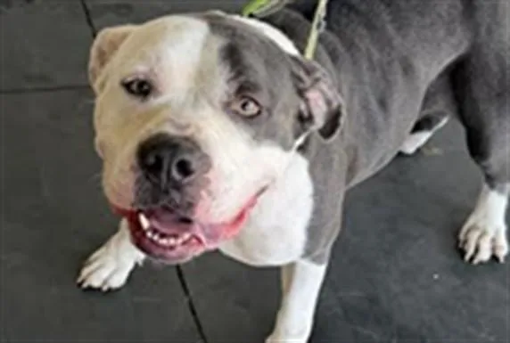 A young large-sized female Pit Bull Terrier dog named Kiara for adoption in Los Angeles, CA