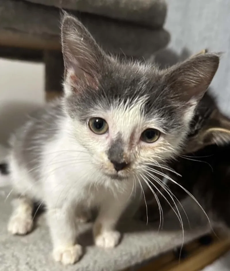A baby medium-sized male Gray & White Domestic Short Hair cat named Aries for adoption in Battle Creek, MI