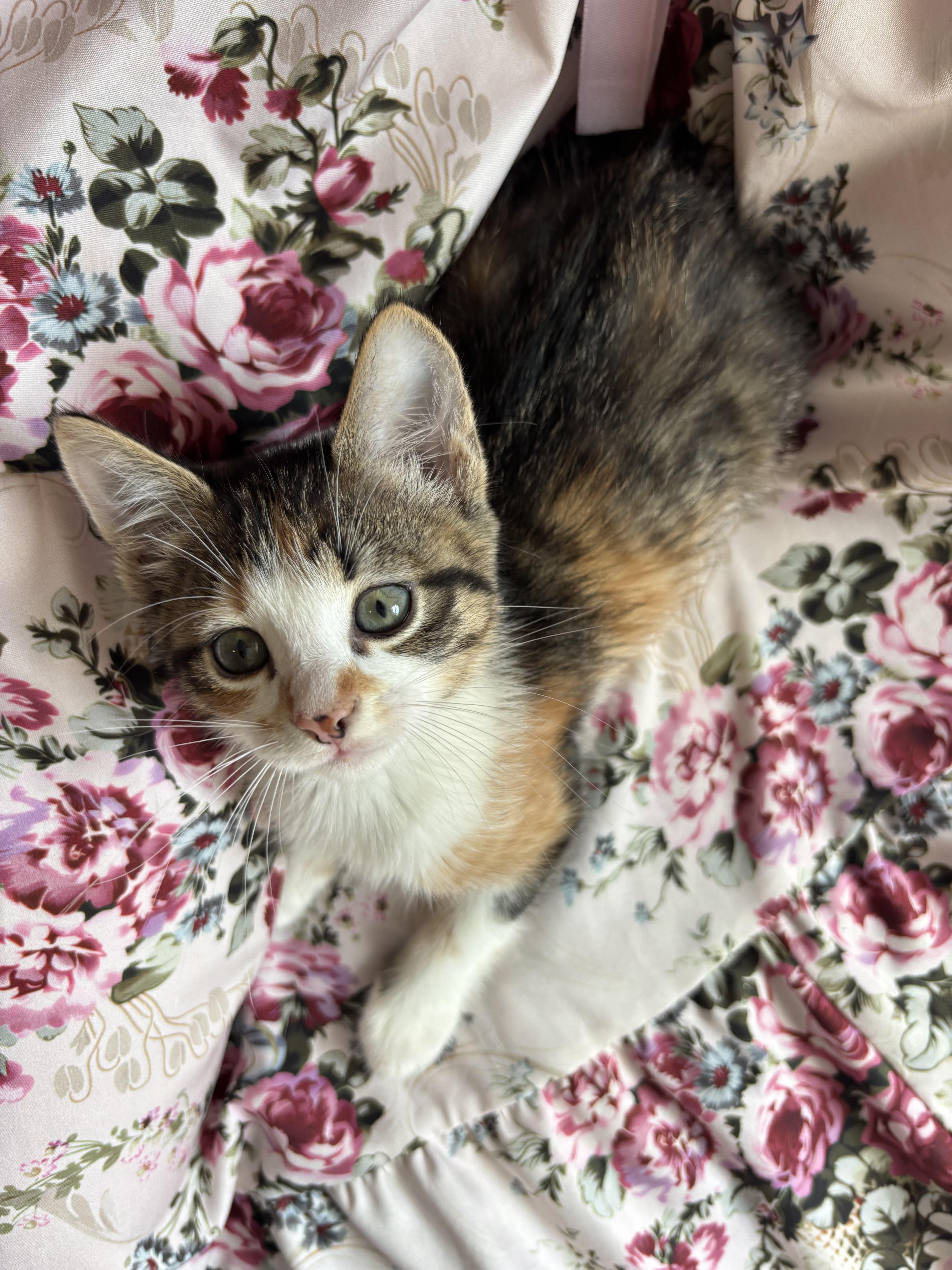 A baby medium-sized female Calico Domestic Short Hair cat named Cecilia for adoption in Metairie, LA