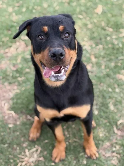 A young large-sized male Rottweiler dog named Chop for adoption in Hillsboro, NH
