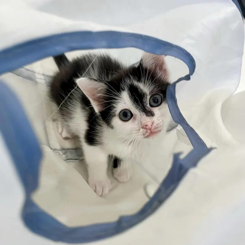 A baby small-sized female Domestic Short Hair cat named Pollicle Dog for adoption in Alexandria, VA