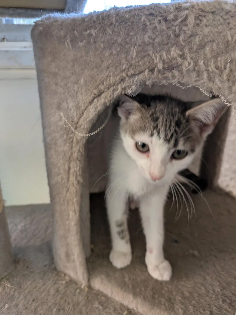 A baby medium-sized female Domestic Short Hair cat named Sprite for adoption in Naugatuck, CT