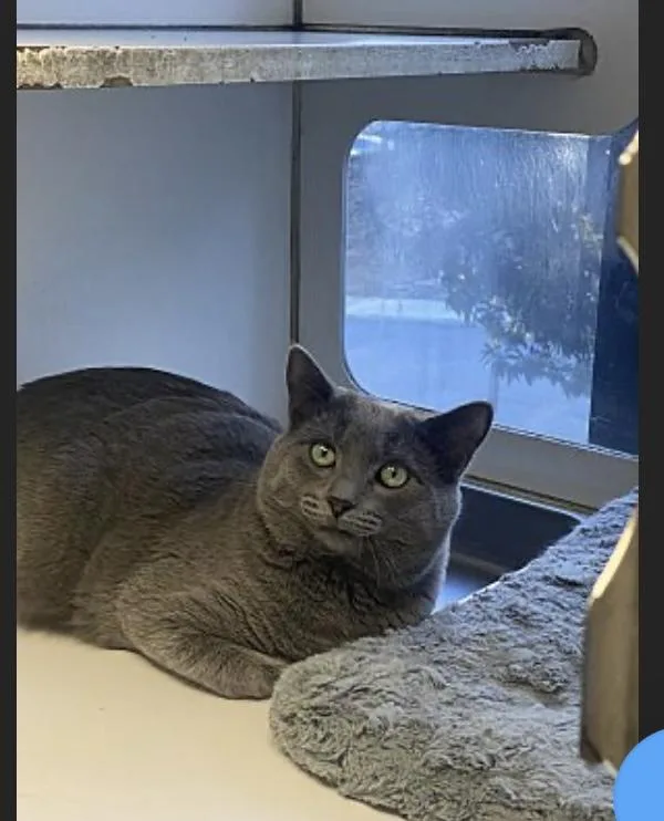 An adult large-sized male Russian Blue cat named Asher for adoption in Pinson, AL