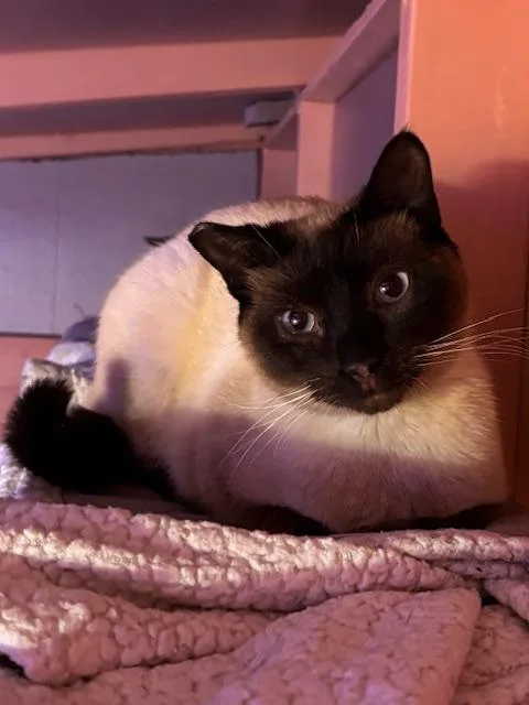 A baby medium-sized female Seal Point Domestic Short Hair cat named Ocean for adoption in Springfield, OR