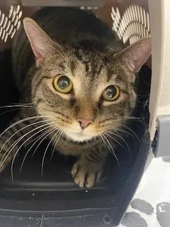 A senior small-sized female Domestic Short Hair cat named Nora for adoption in Saint Cloud, FL