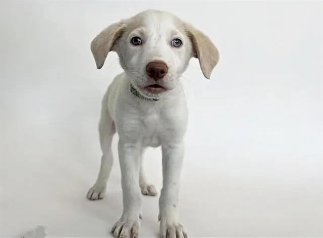 A baby small-sized male Terrier dog named Maverick for adoption in Saint Louis, MO