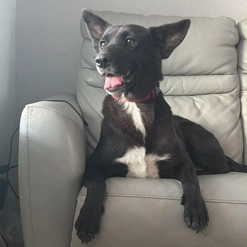 Nala